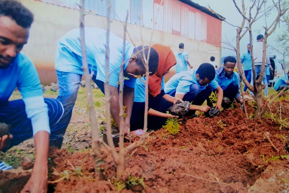 A row of colleagues kneeling along a line of turned red earth, lowering seedlings into place.